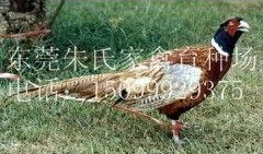 爆料东莞山鸡视频最新,揭秘背后真相与争议