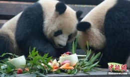 熊猫饲养员最新爆料下载,最新爆料带你走进国宝生活日常