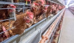 爆料东莞山鸡视频最新,揭秘背后真相与争议