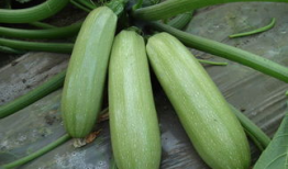 新昌吃瓜最新事件爆料是真的吗,真相揭秘还是网络谣言？