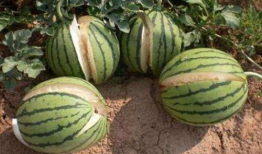 新昌吃瓜最新事件爆料是真的吗,真相揭秘还是网络谣言？