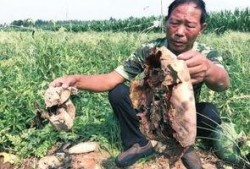 砀山最新吃瓜爆料事件新闻,神秘事件引发网友热议